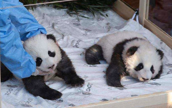 首对旅德新生大熊猫双胞胎获名“梦想”“梦圆”