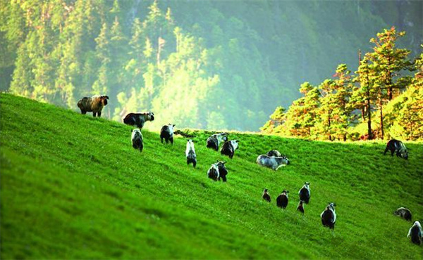 唐家河國家級自然保護區(qū)被授予“四川省生態(tài)文明教育基地”稱號