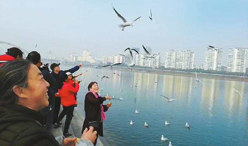 绵阳三江码头附近 市民观赏来此过冬的红嘴鸥等候鸟