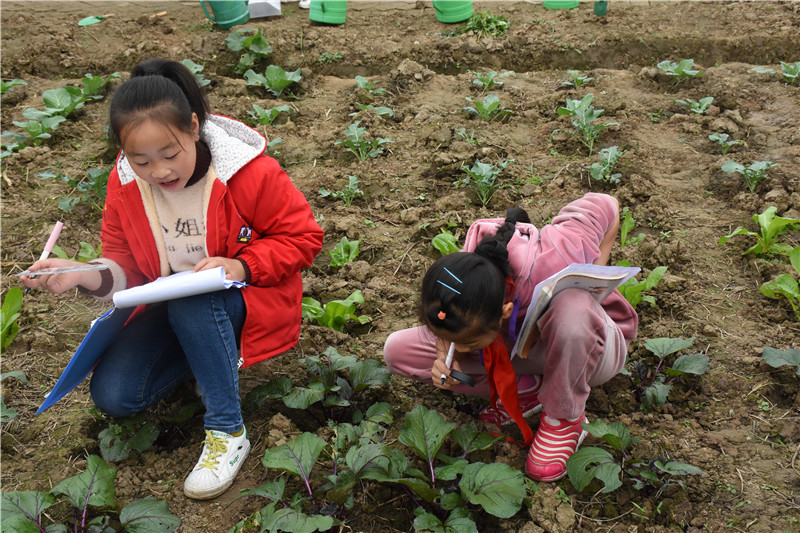 彭山：小小菜園 學(xué)習(xí)樂園