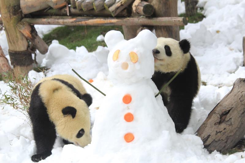 成都下雪了？！熊猫基地大熊猫雪地撒欢