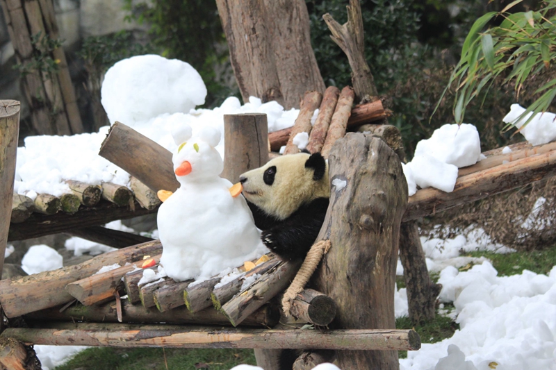 成都下雪了?熊猫基地大熊猫雪地撒欢