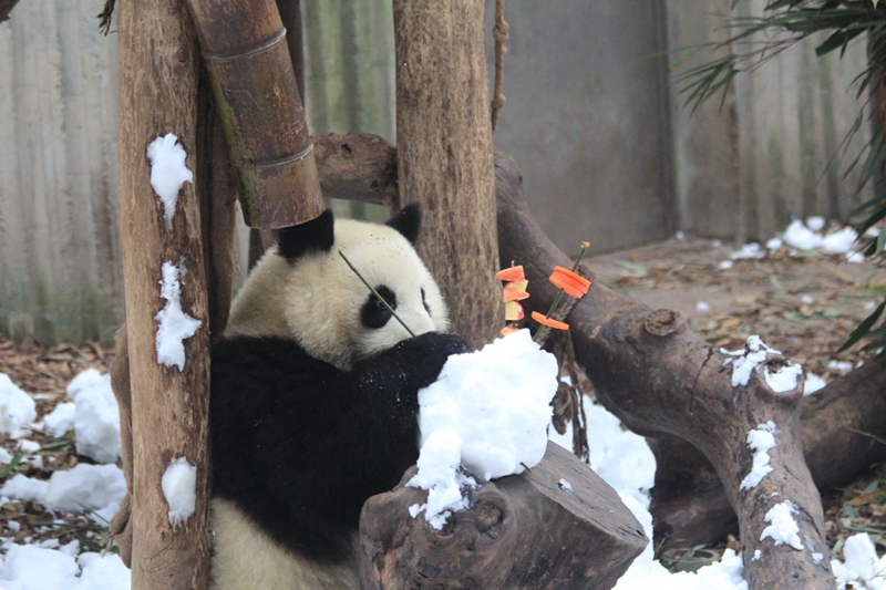 成都下雪了？！熊貓基地大熊貓雪地撒歡