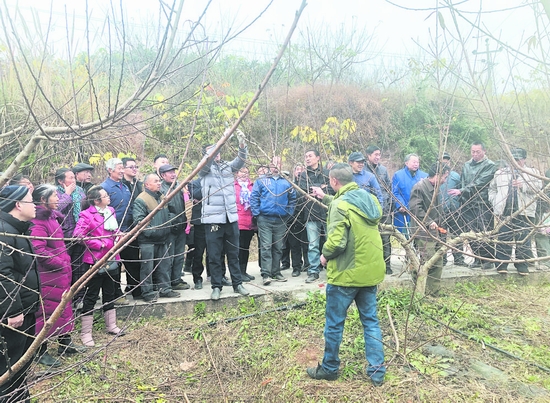 村民“钱袋子”鼓了！简阳民和村“甜蜜产业”铺就致富路