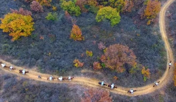 四川新“马帮”活跃全国：因水电站建设再度兴起 一年挣二三十万