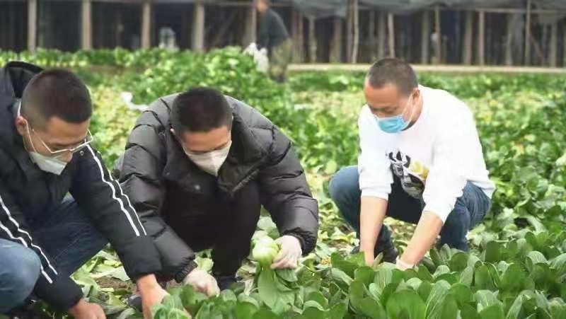 爱心人士合力相助  什邡“大树哥”10万斤蔬菜将免费运往武汉