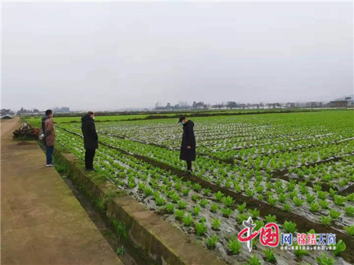 洪雅縣農(nóng)業(yè)農(nóng)村局扎實(shí)做好“菜籃子”產(chǎn)品穩(wěn)產(chǎn)保供工作