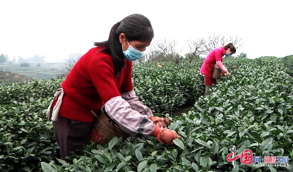 四川青神：疫情防控春茶生產(chǎn)“兩手抓”“兩不誤”