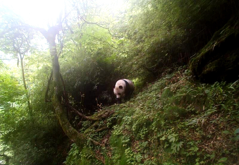 四川唐家河保护区在同一位置第四次拍到野生大熊猫