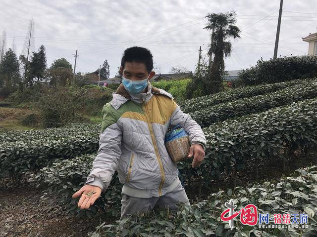 疫情防控期 洪雅縣中山鎮(zhèn)的茶葉采銷之路