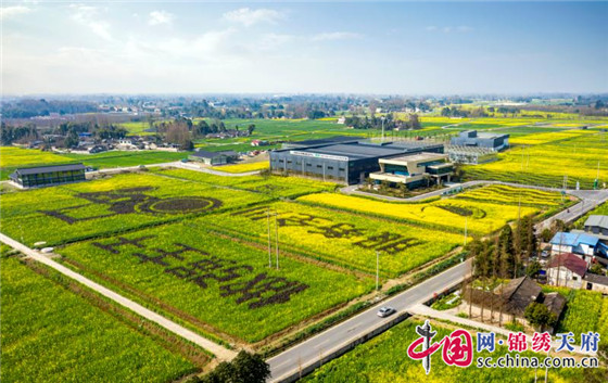 "云端"赏花 成都崇州市10万亩油菜花海送到家