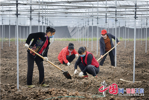 四川彭山區(qū)：保障葡萄樹苗順利栽種