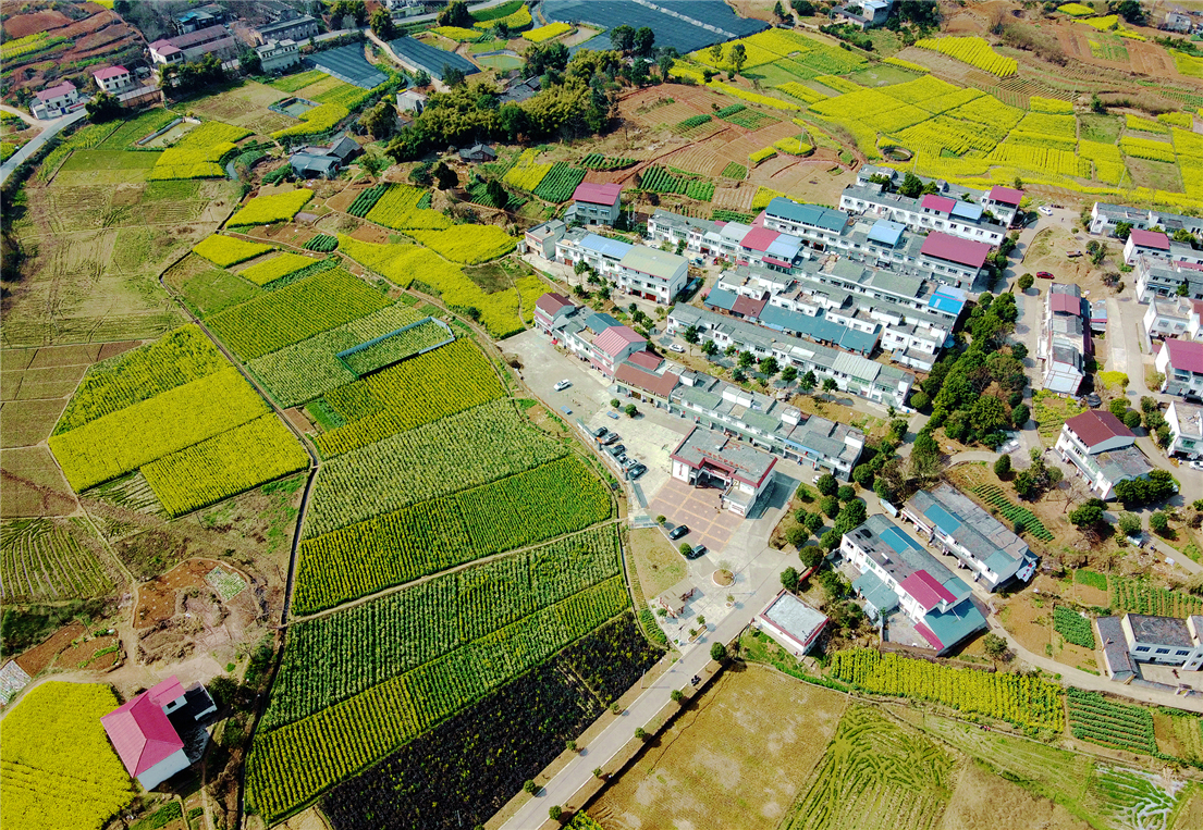 成都金堂：田間地頭春耕忙 油菜花開遍地黃