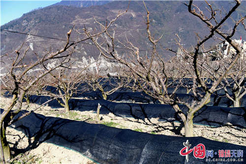 汶川：防控疫線扶貧第一書記奔走田間