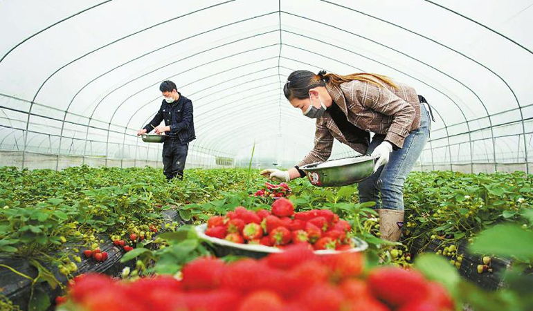 镜头：扶贫草莓摘起来