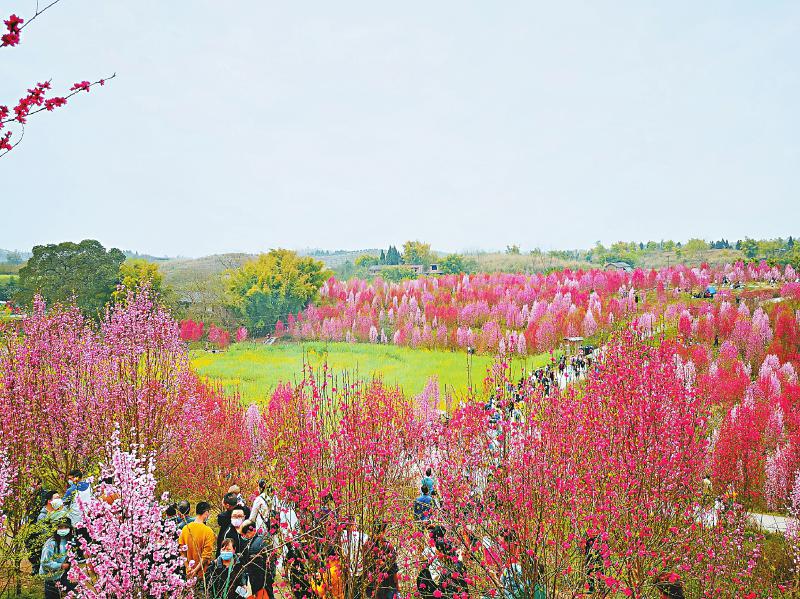 桃花正艳 踏春当时