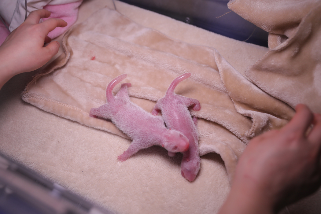 Amid the gloom spawned by coronavirus pandemic, there's a heartening piece of news - a pair of captive giant panda twins have been born in Chengdu in 2020!