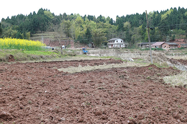 遂寧蓬溪縣明月鎮“四種模式”治理撂荒地 千畝田野日日新