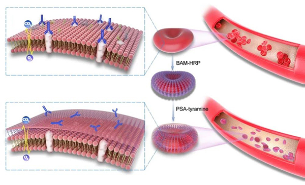 A new coating for red blood cells developed by Zhejiang University team can give life to＂universal panda blood＂