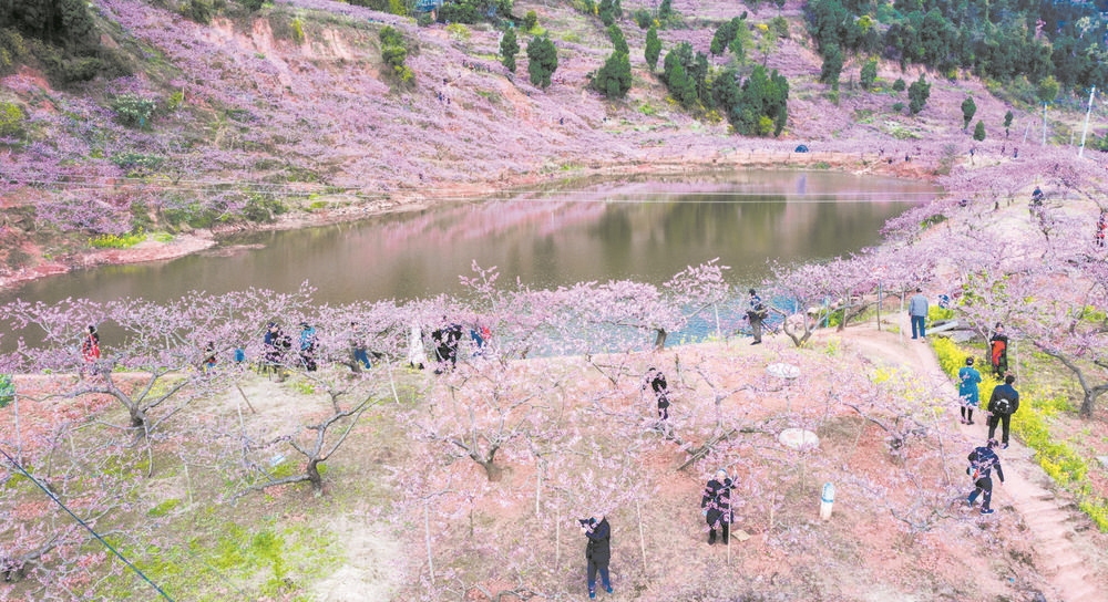 龙泉桃花展颜迎客来：可以进山 也可“云端”赏花
