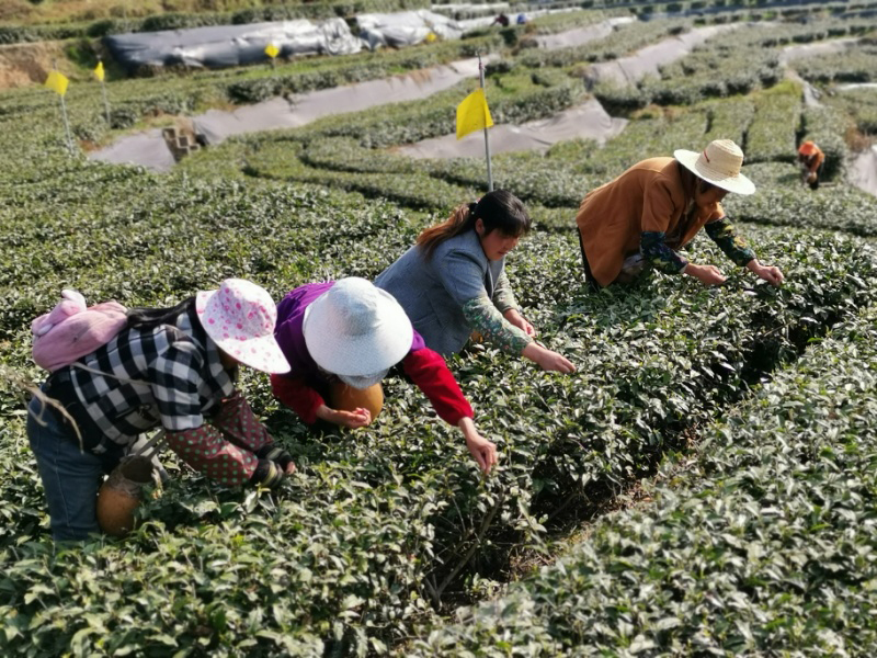 “插花式”扶貧 萬(wàn)源4萬(wàn)余困難人群端上“鐵飯碗”