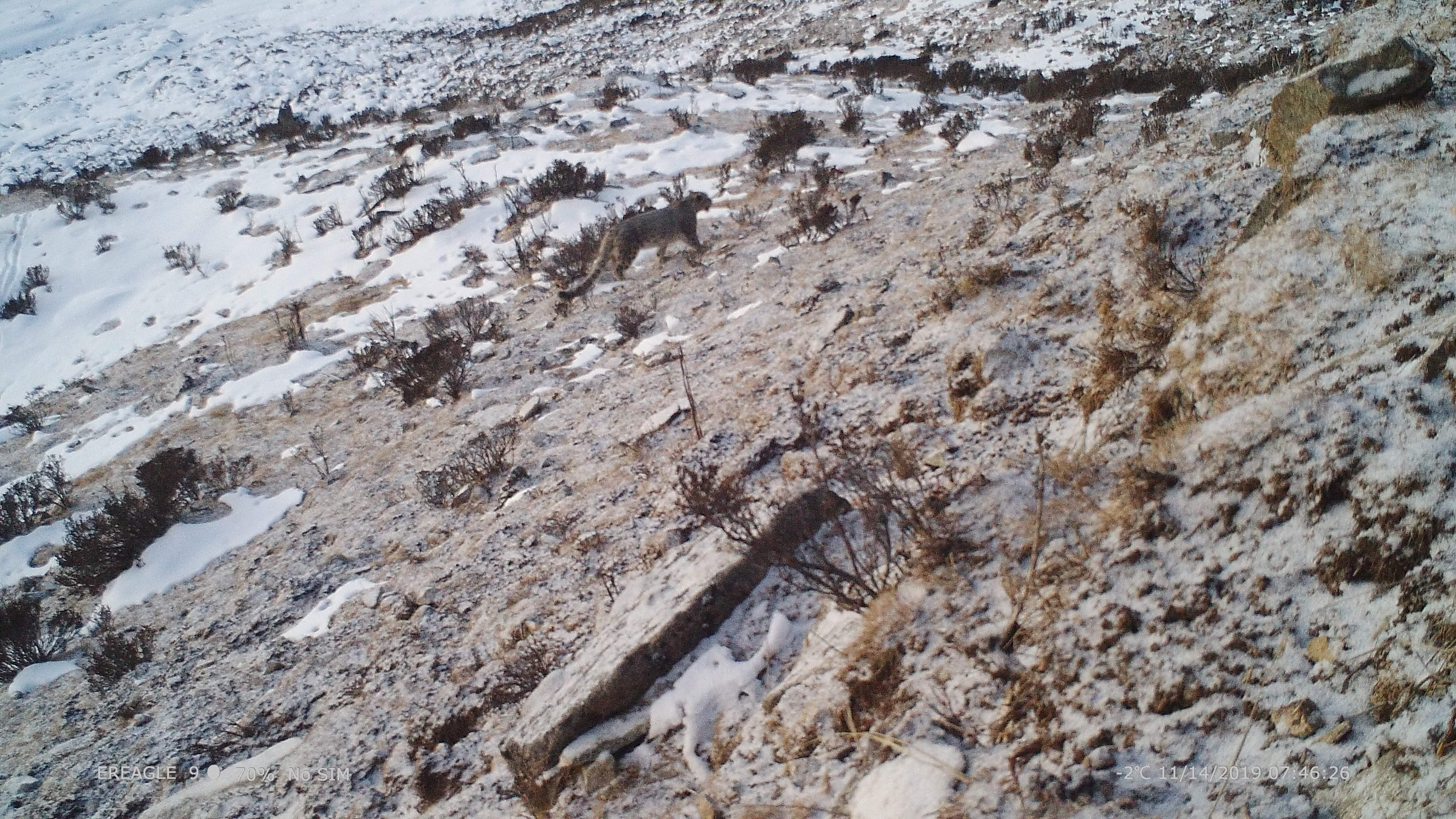 惊！喜！达古冰川首次拍到野生雪豹清晰影像：它在山脊悠闲散步