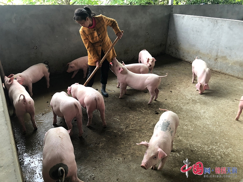 自贡自流井：养猪“经” 甜了脱贫户的好日子