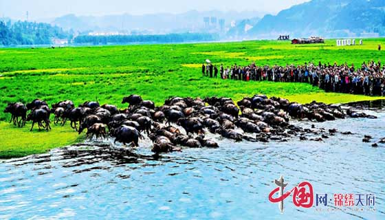 南充市2020年嘉陵江放牛季4月29日在蓬安县正式启动