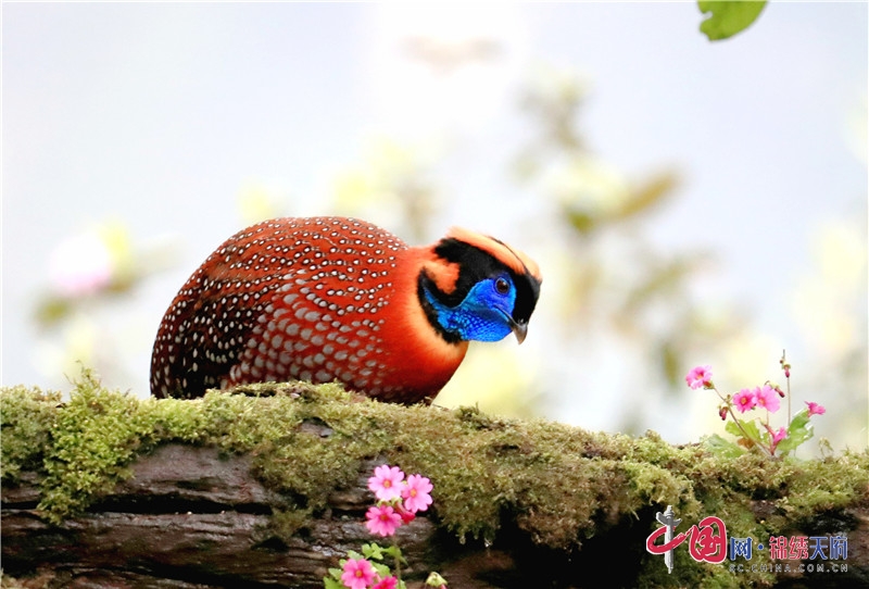 成都彭州市湔江河谷驚現國家二級保護動物“娃娃雞”