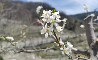 年人均收入12000元 汶川县灞州镇大寺村千亩青红脆李促农增收