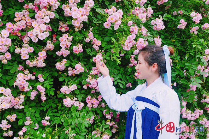 成都彭州市第六届宝山太阳湾蔷薇花节5月1日开幕
