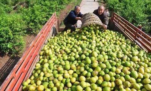 商務部牽線搭橋 上海企業購買5噸廣安檸檬