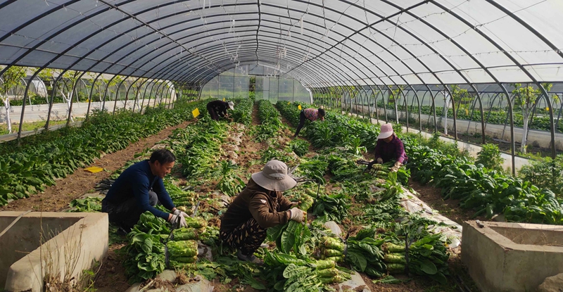 廣元朝天：種植高山菜 生態經濟“雙豐收”