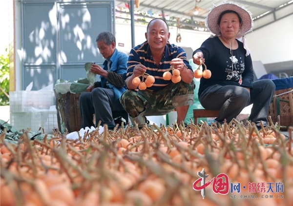 石棉枇杷 甜蜜芳華