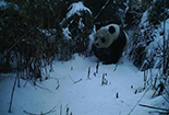 重磅！绵竹再次发现野生大熊猫
