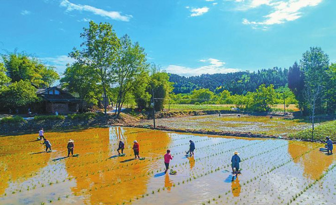 农忙时节 遂宁市各地抢抓农时