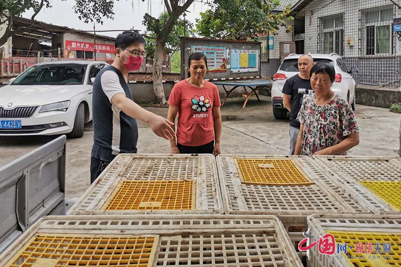 自贡自流井：精准扶贫送鸡苗 助力脱贫奔小康