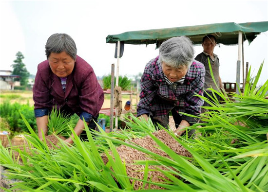 仁壽：久旱逢甘霖 田間搶種忙