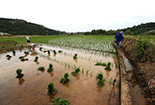 四川中江：提灌站通电 天梯村的农田“解渴”了