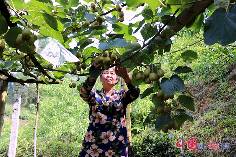 自贡市富顺县贫困户倪吉英年入9万奋力脱贫