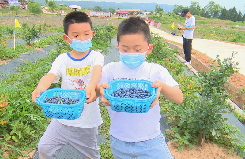 广元柏林古镇有机蓝莓成熟 采摘期将持续至7月中旬
