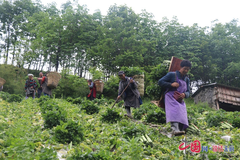 汶川：龍潭牌萵筍喜獲豐收 菜農收菜忙