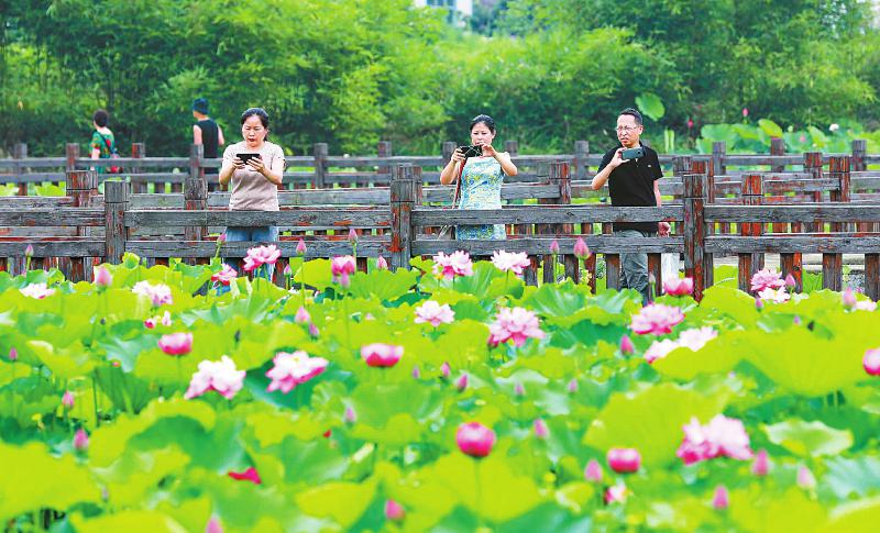  “千莲美景”迎客来