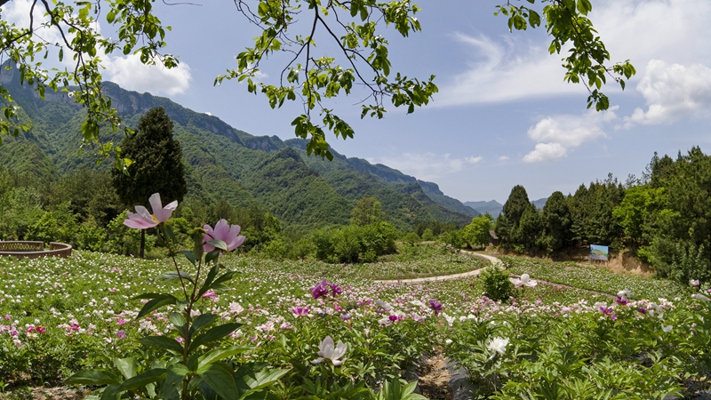 廣元旺蒼縣：推動觀光休閑農(nóng)業(yè)發(fā)展 “好風景”帶來“好錢景”