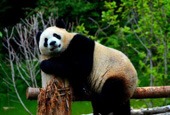 Jiuzhaigou Giant Panda Park opens,Here’s your chance to name three giant pandas