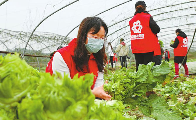 捐儿菜送菜谱 见证川鄂一家亲