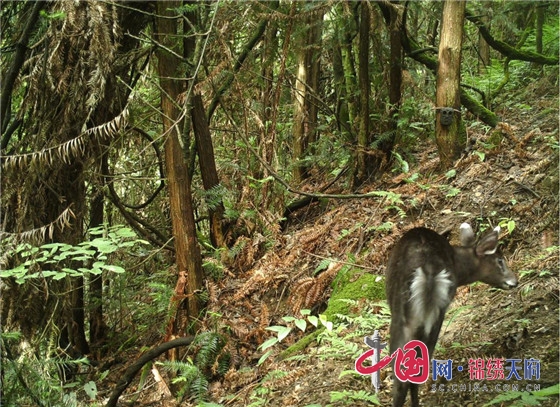 都江堰大熊猫同域保护动物陆续入驻保护小区
