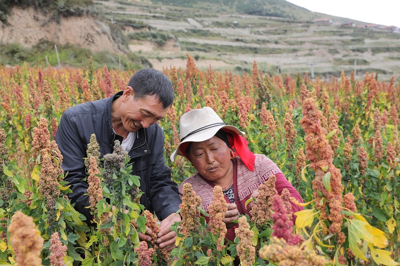 农村撂荒地如何再生新活力？松潘变“荒”为“宝”增加农户收益