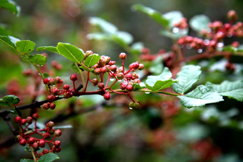 九寨溝縣永和鄉(xiāng)：綠色產(chǎn)業(yè)下的幸福“花椒味”