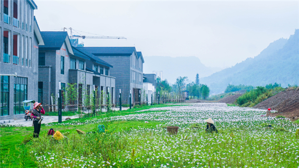 雅安：濱江文化綠廊花開(kāi)正好